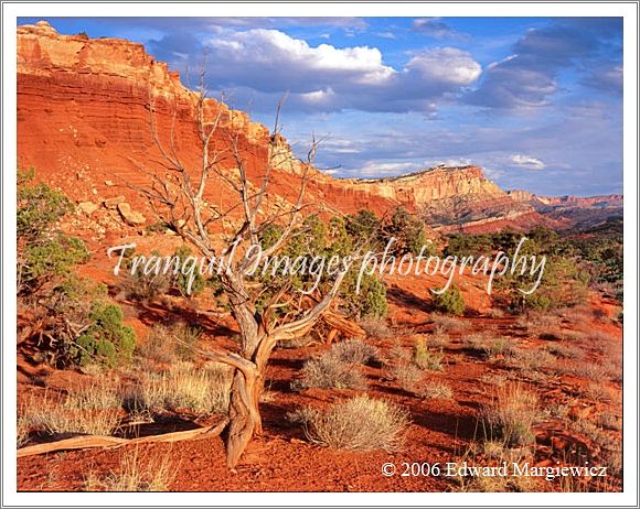 450145   An old Pinon tree in Capital Reef N.P. along the scenic road 